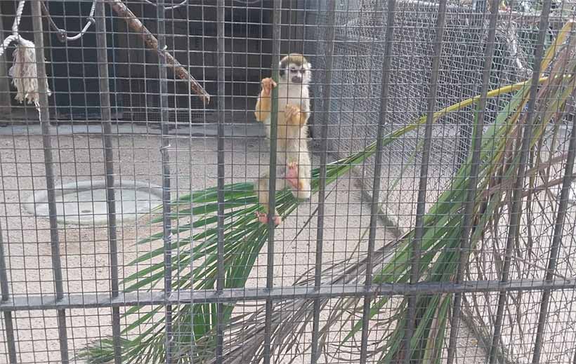 Monkey-at-Hope-Zoo-Kingston-Jamaica