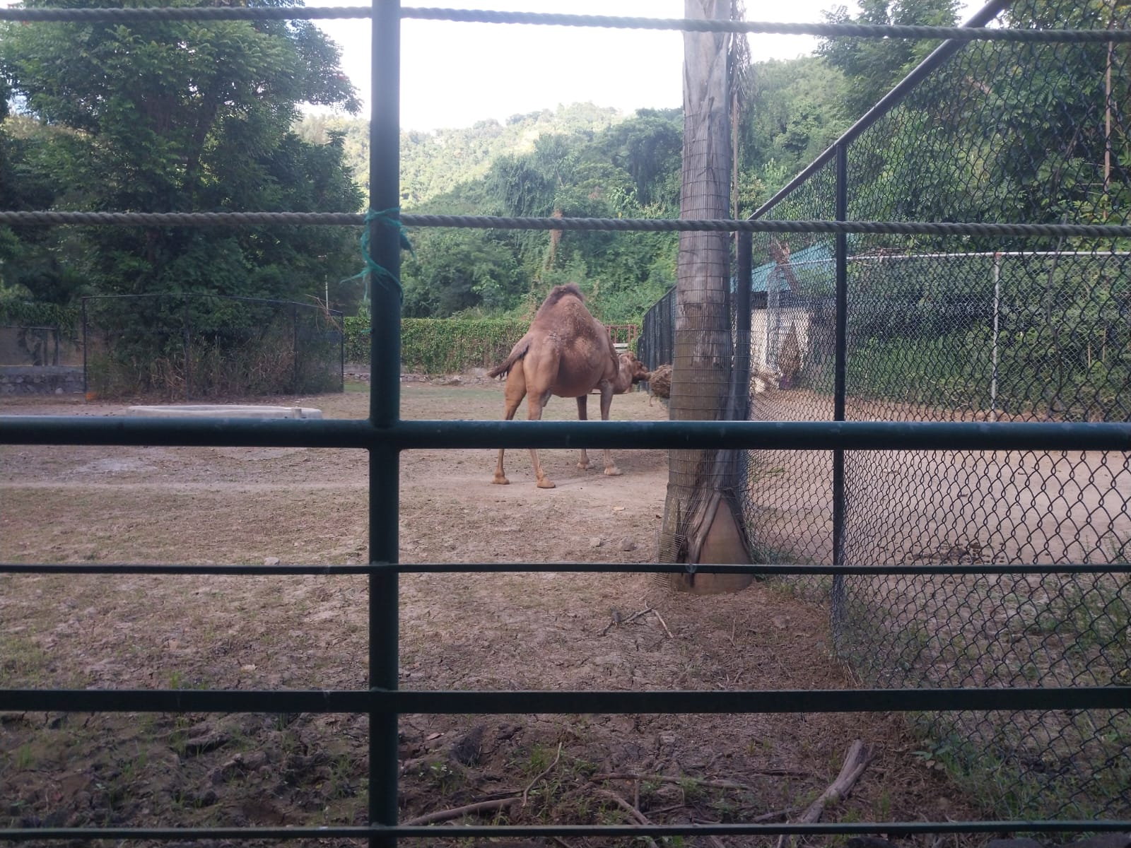 camel-at-hope-zoo-in-kingston-Jamaica